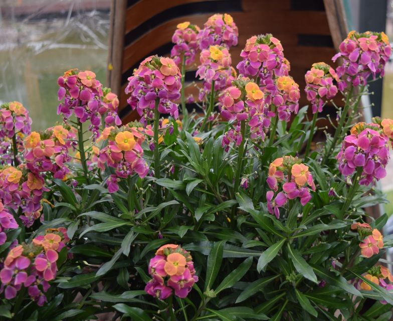 Erysimum Erysistible Bicolor Syngenta Flowers Allan Column