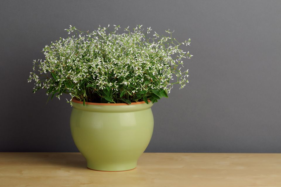 Euphorbia Glitz (PanAmerican Seed)