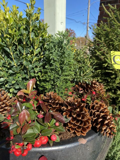 Gaultheria in a winter arrangement Jelitto Seeds