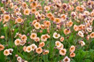 Geum 'Mai Tai' (Intrinsic Perennial Gardens)