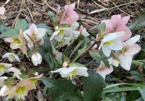Allan Armitage on Why the Spring Shoulder Is a Time of Pleasant Anticipation