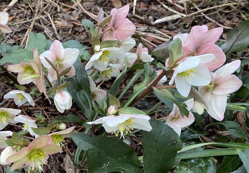 Allan Armitage on Why the Spring Shoulder Is a Time of Pleasant Anticipation