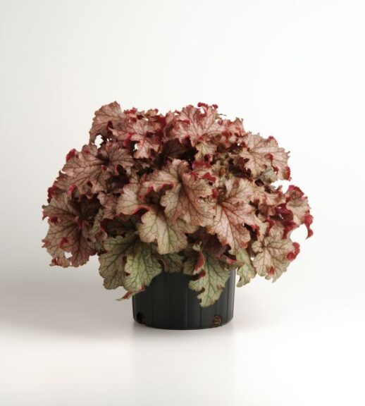 Heuchera 'Carnival Peach Parfait' (Darwin Perennials)