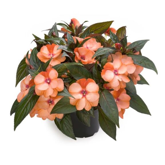 Impatiens 'Odyssey Compact Rose' (Beekenkamp)