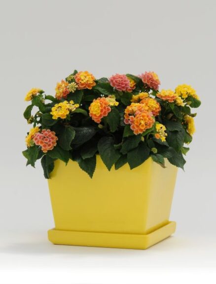 Lantana 'Little Lucky Peach Glow' (Ball FloraPlant)