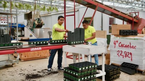 An Insider Update on Greenhouse Labor and the H-2A Program