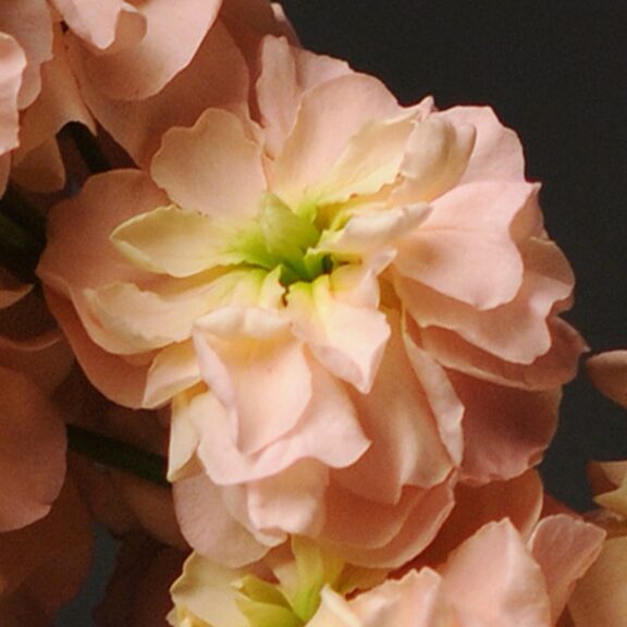 Matthiola 'Column Stock Apricot' (PanAmerican Seed)