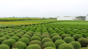 Best Practices for Growing Garden Mums and Pot Mums