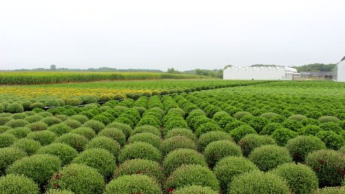 Green Industry Survey Aims to Offer a Comprehensive Overview of Horticulture
