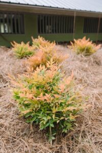 Nandina 'Cool Glow Peach' (Bailey Nurseries)