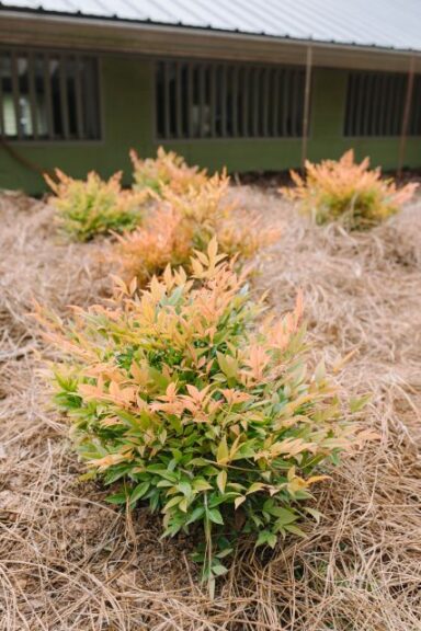 Nandina 'Cool Glow Peach' (Bailey Nurseries)