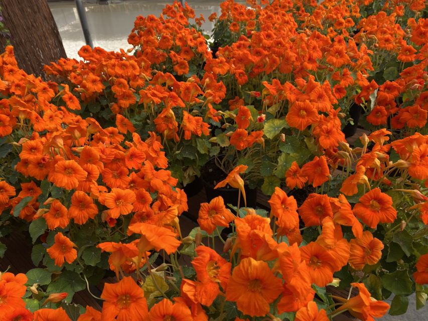 Nasturtium Baby Orange, Sahin, CAST 2021 Allan
