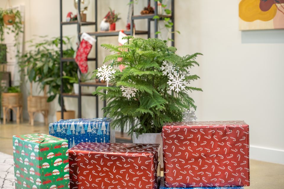 Norfolk Island Pine (Costa Farms)