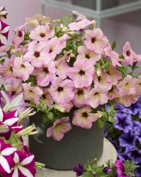 Petunia 'Tea Flamingo' (Beekenkamp)