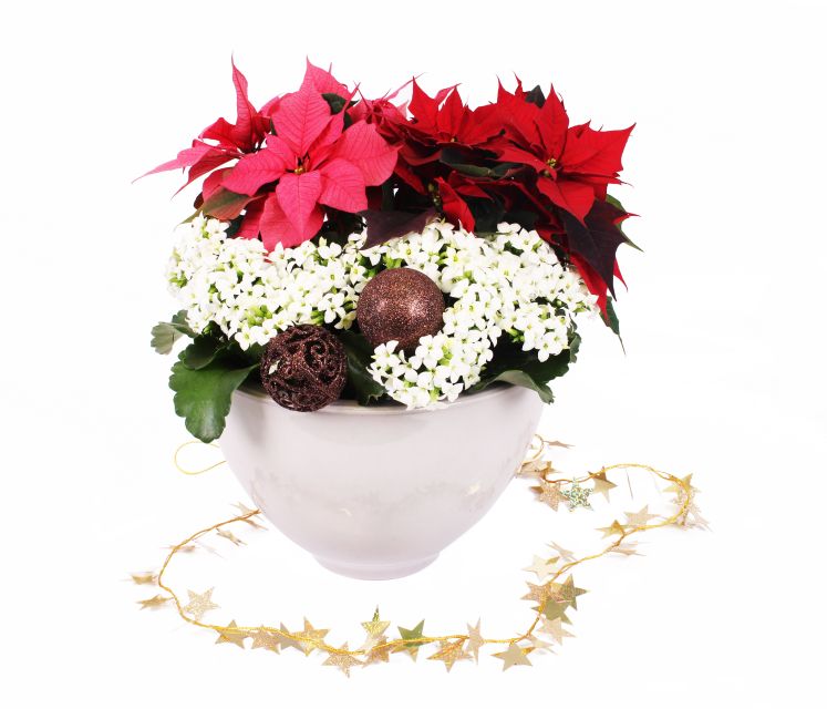 Poinsettia Robyn Red, Robyn Pink Kalanchoe Diamond single White Syngenta Flowers