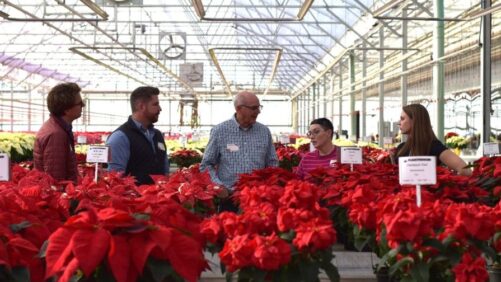 Pink, Patterns Among Biggest Trends at 2023 Poinsettia Trials