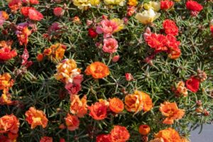 Portulaca 'Sundial Peach Mix' (Benary)
