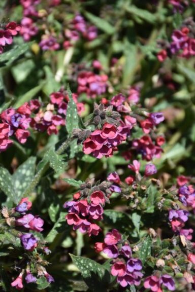 Raspberry Splash Lungwort