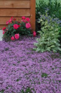 Red Creeping Thyme