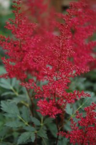 Red Sentinel Astilbe