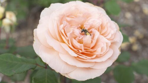 Give a Big Cheer for These Peach Fuzz Varieties