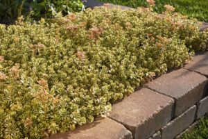 Sedum 'What a Doozie' (Darwin Perennials)