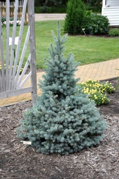 Sester Dwarf Colorado Spruce