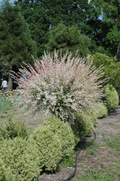 Tricolor Willow