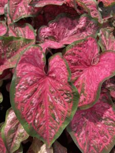 UF Caladium Pinky Swear
