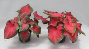 UF Caladium Salsa