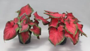 University of Florida Releases Three New Caladium Cultivars
