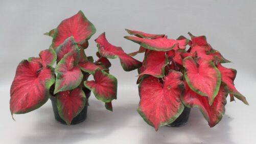 University of Florida Releases Three New Caladium Cultivars