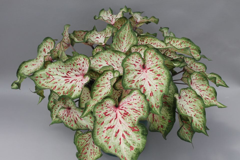 UF Caladium Wonderland