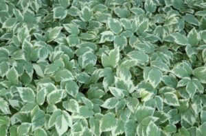 Variegated Bishop's Goutweed