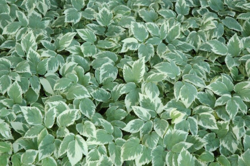 Variegated Bishop's Goutweed