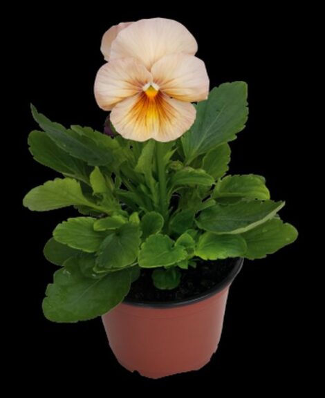 Viola 'Inspire Peach Shades' (Benary)
