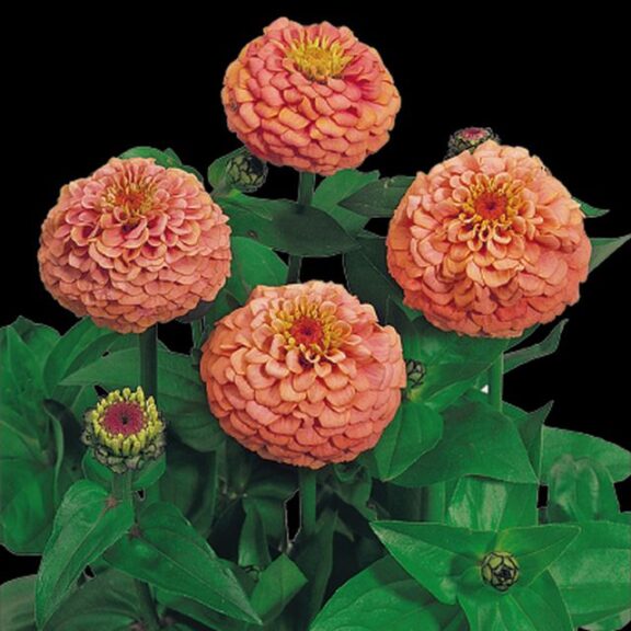 Zinnia 'Oklahoma Salmon' (Benary)