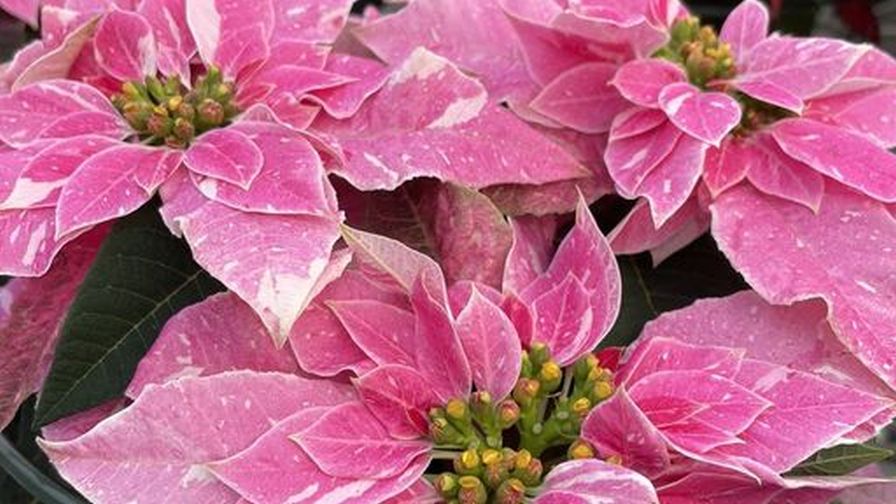 poinsettia princettia sparkling rose at Mitchell's Nursery