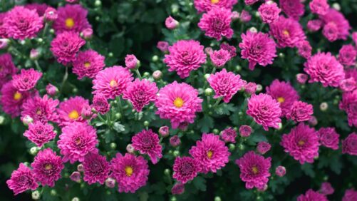 White’s Nursery and Greenhouses Shutting Down Its Wholesale Greenhouse Division