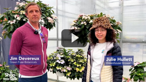 Why This Hydrangea From Green Fuse Botanicals Is a Gamechanger (Video)