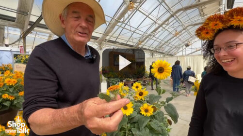 Twice as Nice: Sunfinity Double at Syngenta Flowers (Video)