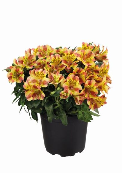 Alstroemeria 'Colorita Diana' (ThinkPlants/Royal Van Zanten)