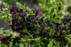 Angelonia 'AngelFlare Black' (Ball FloraPlant)