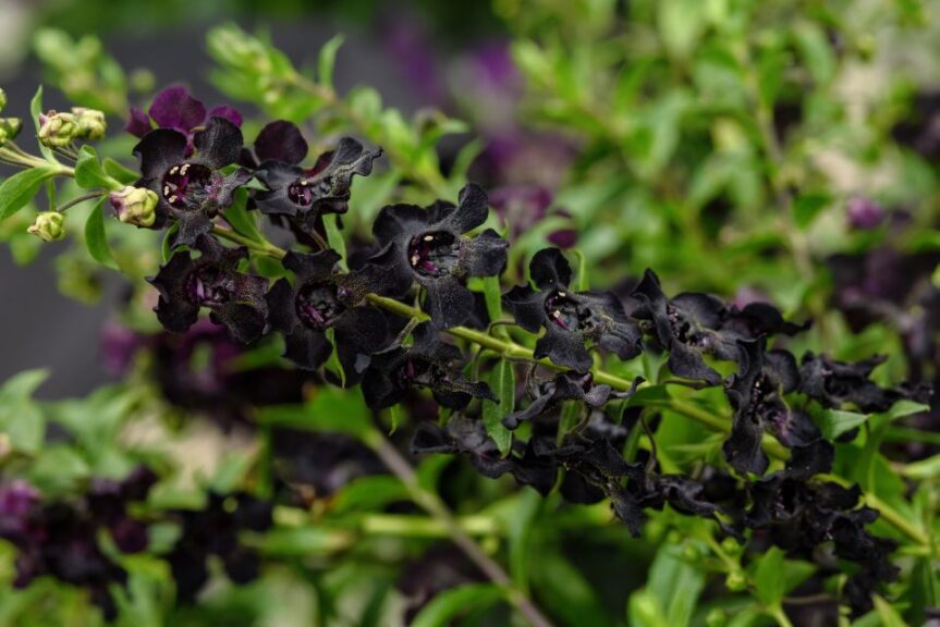 Angelonia 'AngelFlare Black' (Ball FloraPlant)