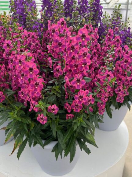 Angelonia Guardian series (Ball FloraPlant)