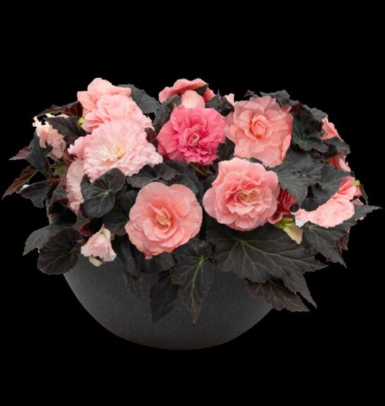 Begonia 'NonStop Mocca Light Pink Shades' (Benary)