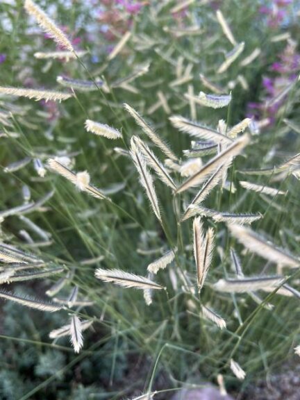 Bouteloua 'Zig Zag' (Emerald Coast Growers)