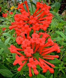 Bouvardia 'Firecraker' (Jaldety)