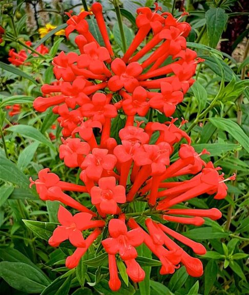 Bouvardia 'Firecraker' (Jaldety)