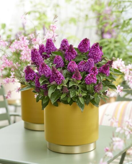 Buddleja 'Little Rockstars Red' (Dümmen Orange)